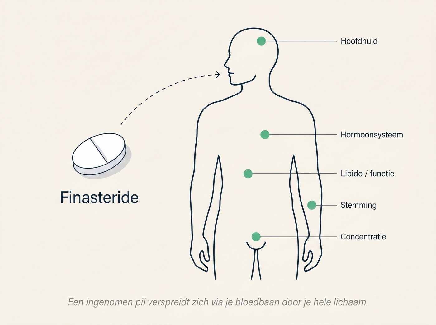 Diagram: Finasteride werkt systemisch door het hele lichaam via pijl van pil naar silhouet met 5 groene markers op hoofdhuid, hormoonsysteem, libido, stemming en concentratie